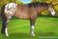 Horse Color:Buckskin Sabino Appaloosa