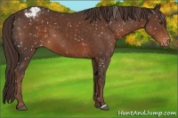 Horse Color:Liver Chestnut Appaloosa