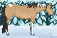 Horse Color:Buckskin Tobiano