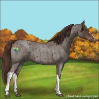 Horse Color:Liver Red Roan 