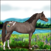 Horse Color:Liver Red Roan Appaloosa 