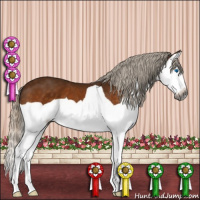 Horse Color:Gray Silver Buckskin Splash 