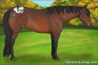Horse Color:Bay Appaloosa 