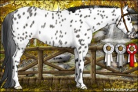 Horse Color:Black Near Leopard Rabicano 