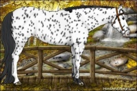 Horse Color:Black Appaloosa Rabicano 