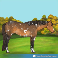 Horse Color:White Spotted Buckskin 