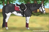 Horse Color:Black Splash Varnish 
