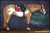Horse Color:Chestnut Frame Appaloosa 