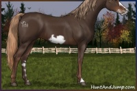 Horse Color:Liver Chestnut Frame 