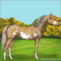 Horse Color:Palomino Frame 