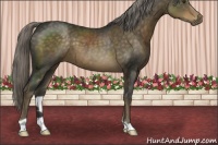 Horse Color:Chocolate Palomino 