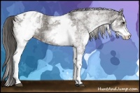 Horse Color:White Spotted Grullo Appaloosa Rabicano