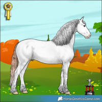 Horse Color:Bay Dun Sabino Tobiano Appaloosa 
