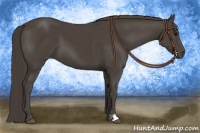 Horse Color:Smoky Black 