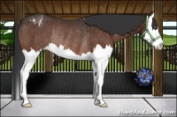 Horse Color:Brown Sabino Splash Appaloosa Rabicano 