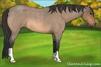 Horse Color:Buckskin Roan 