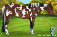 Horse Color:Gray White Spotted Bay 
