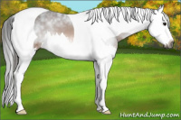 Horse Color:Gray Buckskin Splash Tobiano 
