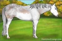 Horse Color:Gray Buckskin Splash