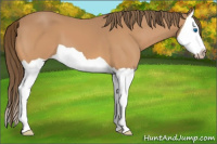 Horse Color:Gray Perlino Splash