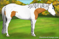 Horse Color:Gray Buckskin Splash Tobiano 