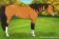 Horse Color:Gray Buckskin Appaloosa 
