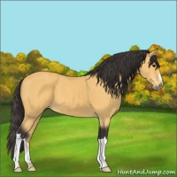 Horse Color:Unknown 