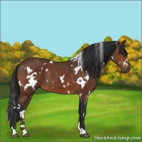 Horse Color:White Spotted Bay 