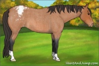 Horse Color:Unknown 