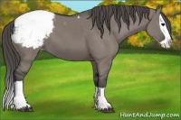 Horse Color:Grullo Splash Appaloosa 