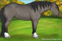 Horse Color:Grullo