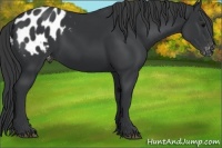 Horse Color:Black Appaloosa