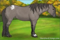 Horse Color:Grullo Appaloosa 