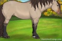 Horse Color:Brown Dun Appaloosa 