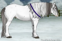 Horse Color:Grullo Appaloosa 