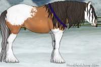 Horse Color:Bay Splash Snowcap 
