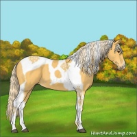 Horse Color:Palomino Tobiano 