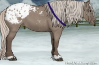 Horse Color:Silver Grullo Roan Appaloosa