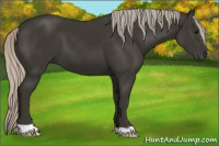 Horse Color:Gray Silver Black 