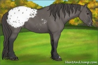 Horse Color:Grullo Appaloosa 
