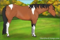Horse Color:Bay Tobiano 