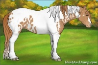 Horse Color:Chestnut Tobiano Appaloosa
