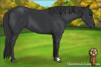 Horse Color:Black 