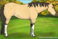Horse Color:Buckskin Rabicano 