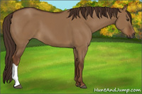 Horse Color:Gray Red Dun 