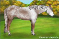 Horse Color:Gray Chestnut 