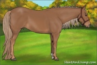 Horse Color:Chestnut 