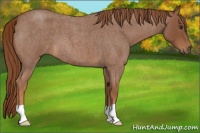 Horse Color:Red Roan 