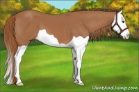 Horse Color:Chestnut Splash 