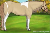 Horse Color:Red Dun Tobiano